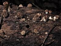 Morganella compacta image