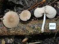 Pluteus minor image