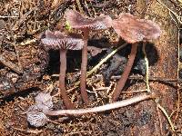 Mycena fuscovinacea image