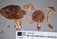 Cortinarius eutactus image