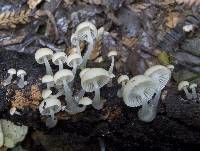 Roridomyces austrororidus image