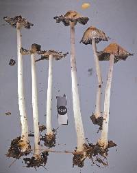 Coprinellus flocculosus image