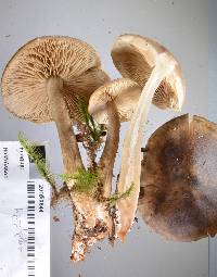 Tricholoma elegans image