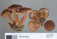 Inocybe umbrosa image