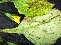 Puccinia lapsanae image