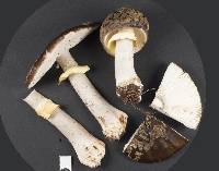 Amanita nothofagi image