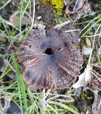 Cortinarius vernus image