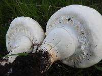 Agaricus arvensis image