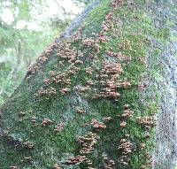 Gymnopus dichrous image