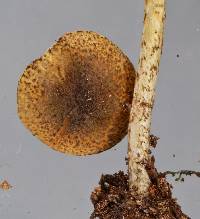 Lepiota calcarata image