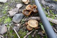 Pholiota highlandensis image