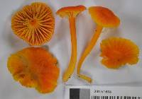 Hygrocybe firma image