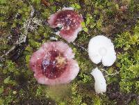 Russula roseopileata image