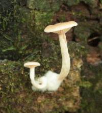 Clitocybe wellingtonensis image