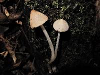 Conocybe subcrispa image