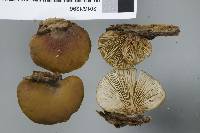 Crepidotus rufofloccosus image