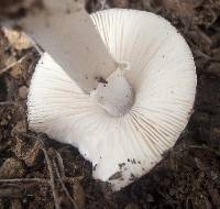 Amanita marmorata image