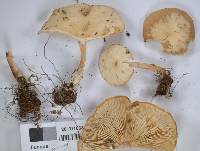 Clitocybe wellingtonensis image