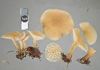 Clitocybe rivulosa image