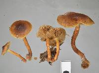 Pholiota multicingulata image