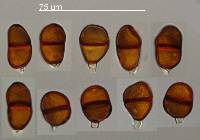 Puccinia lapsanae image