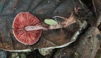 Pseudobaeospora aciculifera image