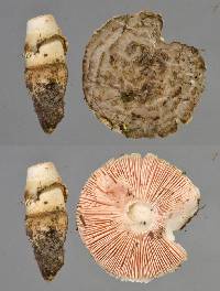 Amanita inopinata image