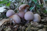 Mycena clarkeana image