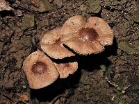 Agrocybe erebia image