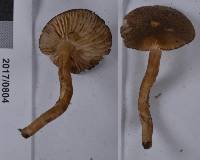 Neohygrocybe innata image