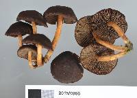 Hypholoma brunneum image