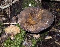 Lactarius novae-zelandiae image