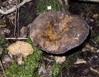 Lactarius novae-zelandiae image