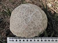 Calvatia lilacina image