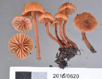 Laccaria glabripes image