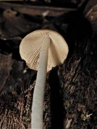 Conocybe subcrispa image