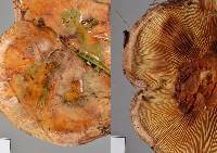 Paxillus ammoniavirescens image