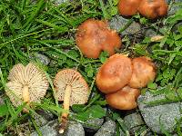 Marasmius oreades image