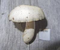 Russula albolutescens image