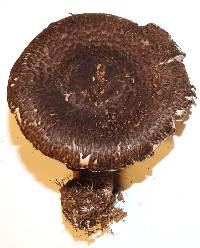 Agaricus lanatoniger image