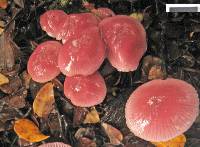 Mycena vinacea image