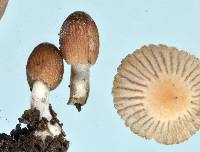 Coprinellus plagioporus image