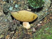 Boletus leptospermi image