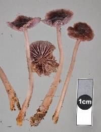 Mycena fuscovinacea image