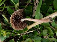 Psathyrella bipellis image