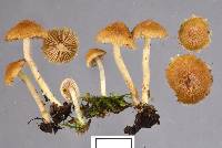 Inocybe scabriuscula image