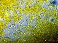 Cystoderma clastotrichum image