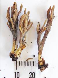 Clavulina brunneocinerea image