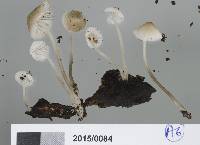 Mycena morris-jonesii image