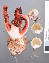 Clathrus archeri image